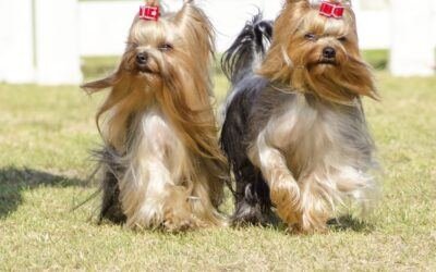 dog breeds that don't shed