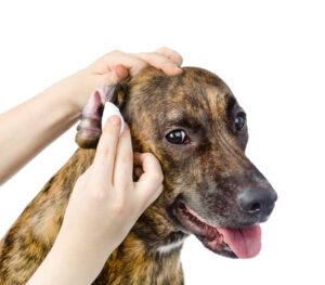 cleaning dogs ears