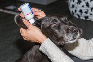 canine ear cleaning solution