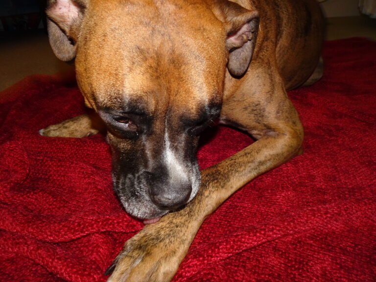 Dog Chewing Paws Taking Action Life With My Dogs