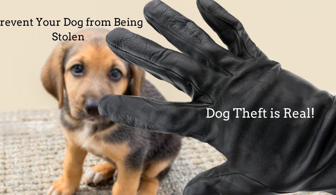 Prevent Your Dog from Being Stolen