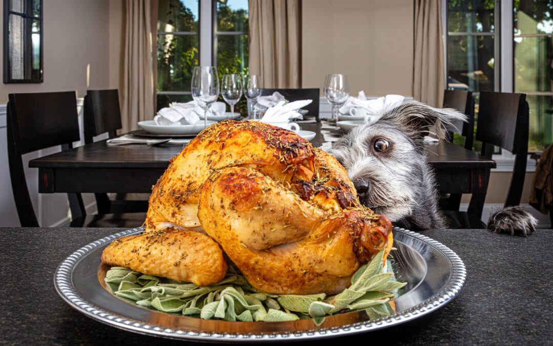 Thanksgiving foods dogs should not have