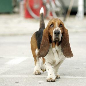 basset hounds good family dogs