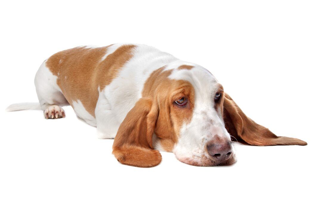 Basset Hounds Good Family Dogs For Pets