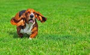 bassets are healthy