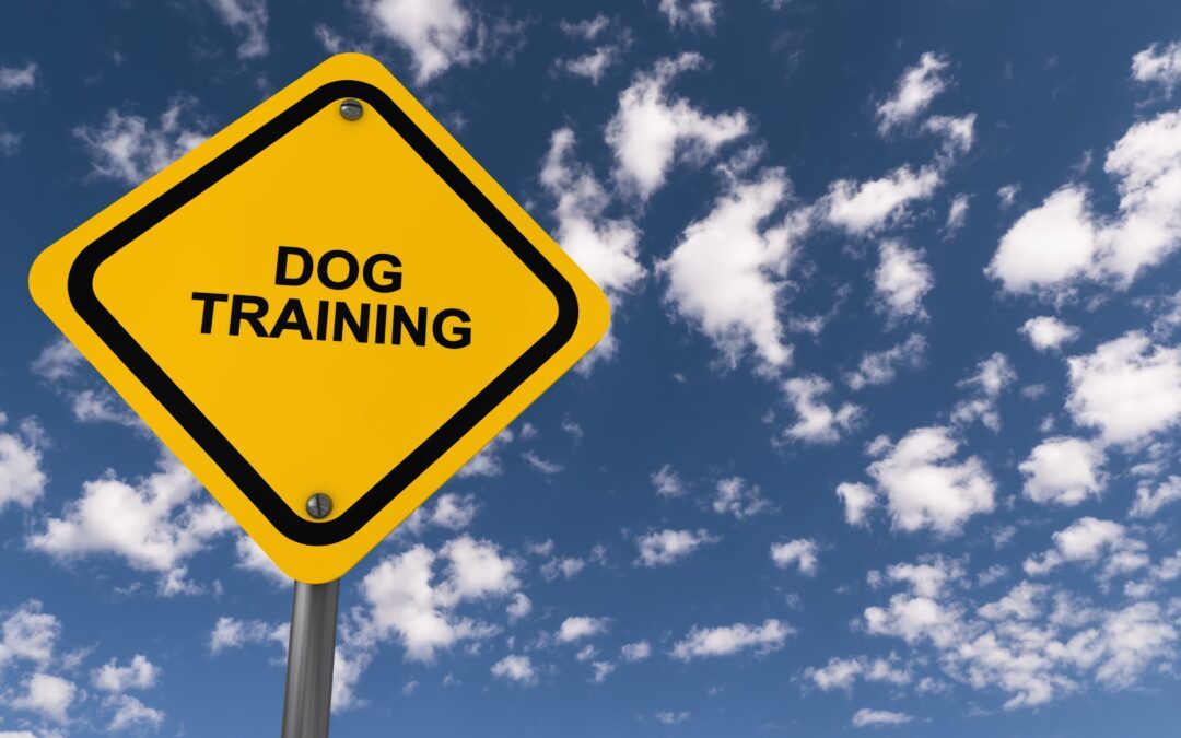 basic training for dogs