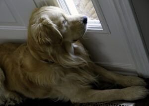 dog-anxiety-treatment-and-stress-relief-life-with-my-dogs