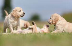 golden puppies are playful