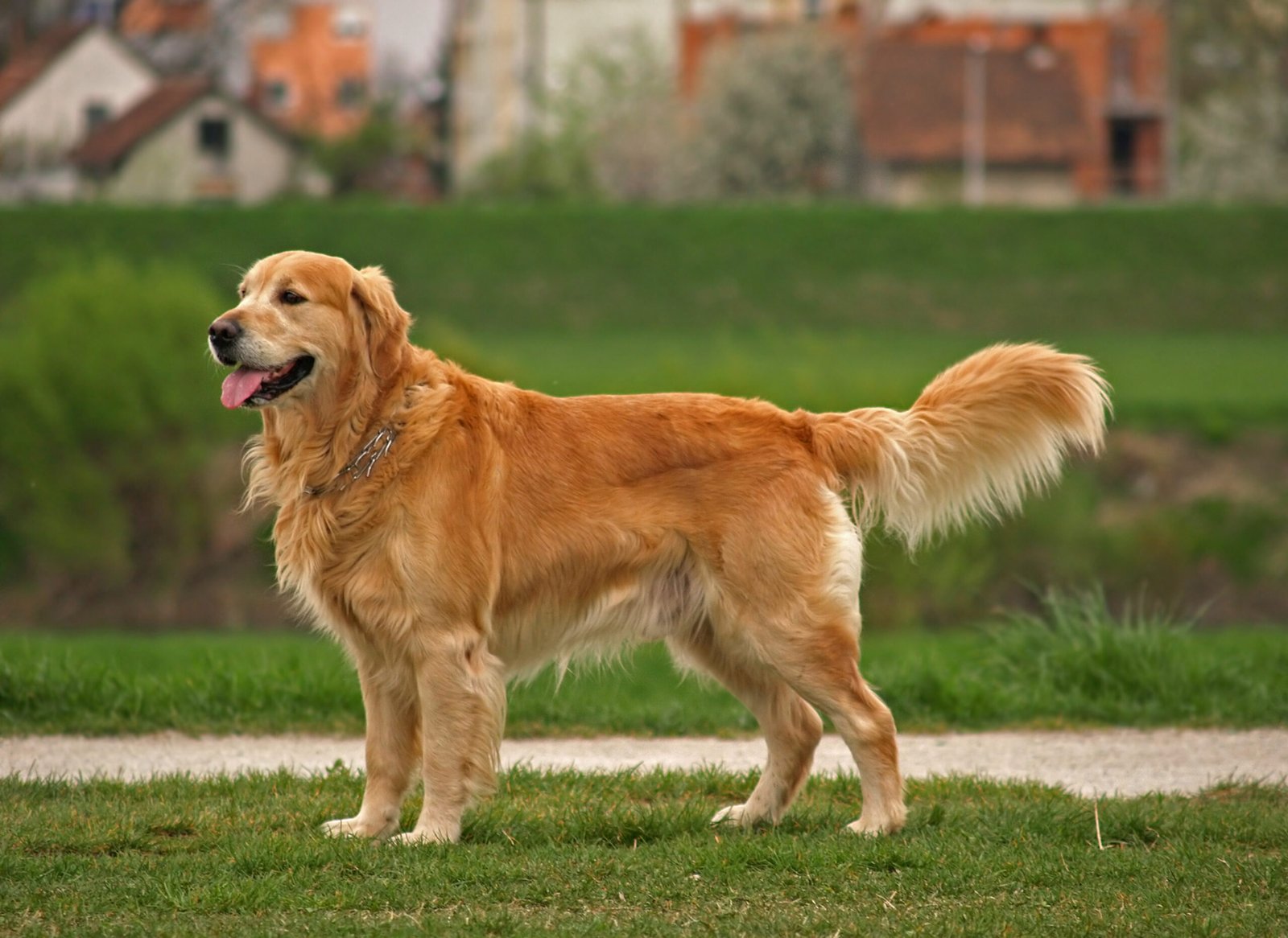 Are Golden Retrievers Good With Kids? Life With My Dogs