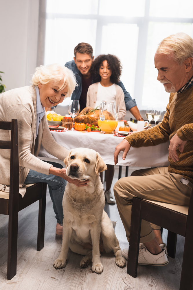 family thanksgiving with your dog