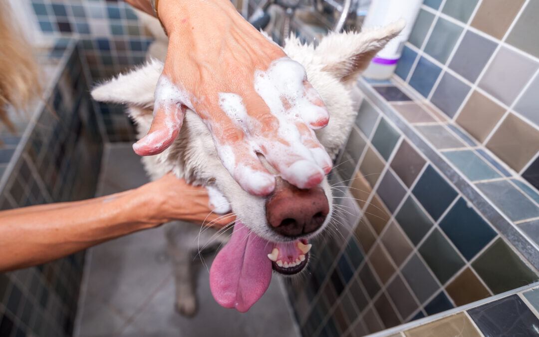 bathe your dog