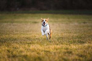 beagle running fast