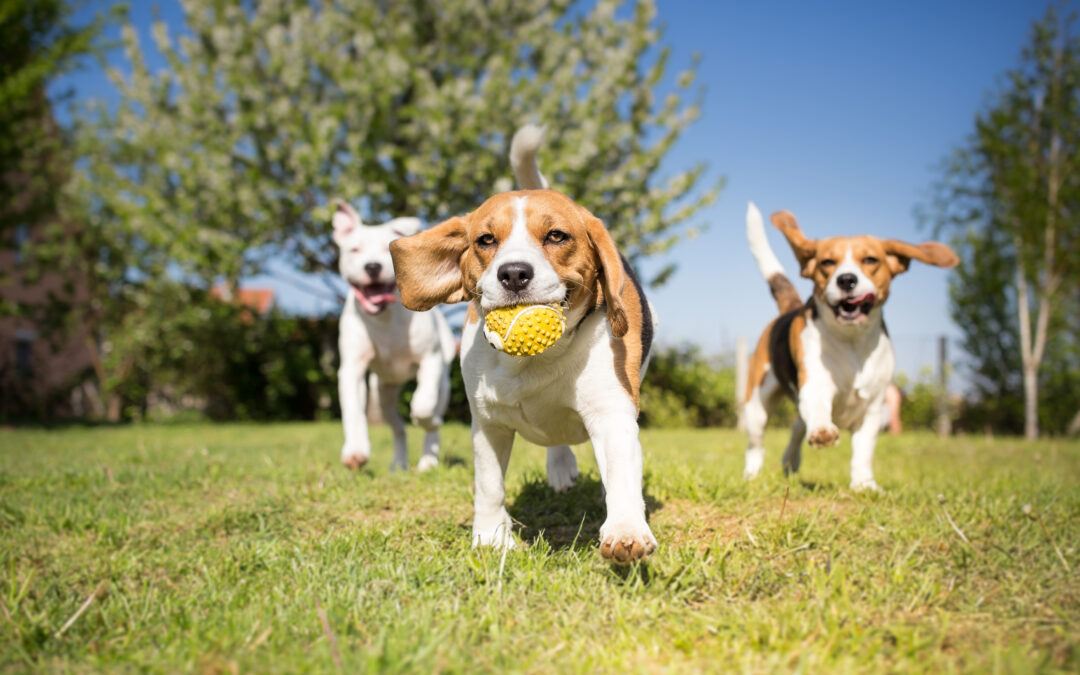 are beagles good family pets