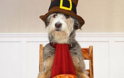 Thanksgiving dinner for dogs