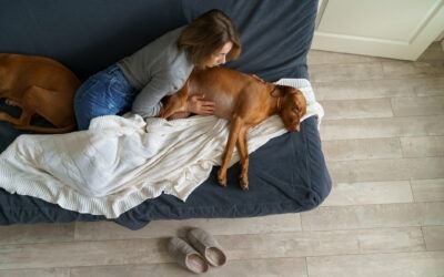 foods your dog should never eat