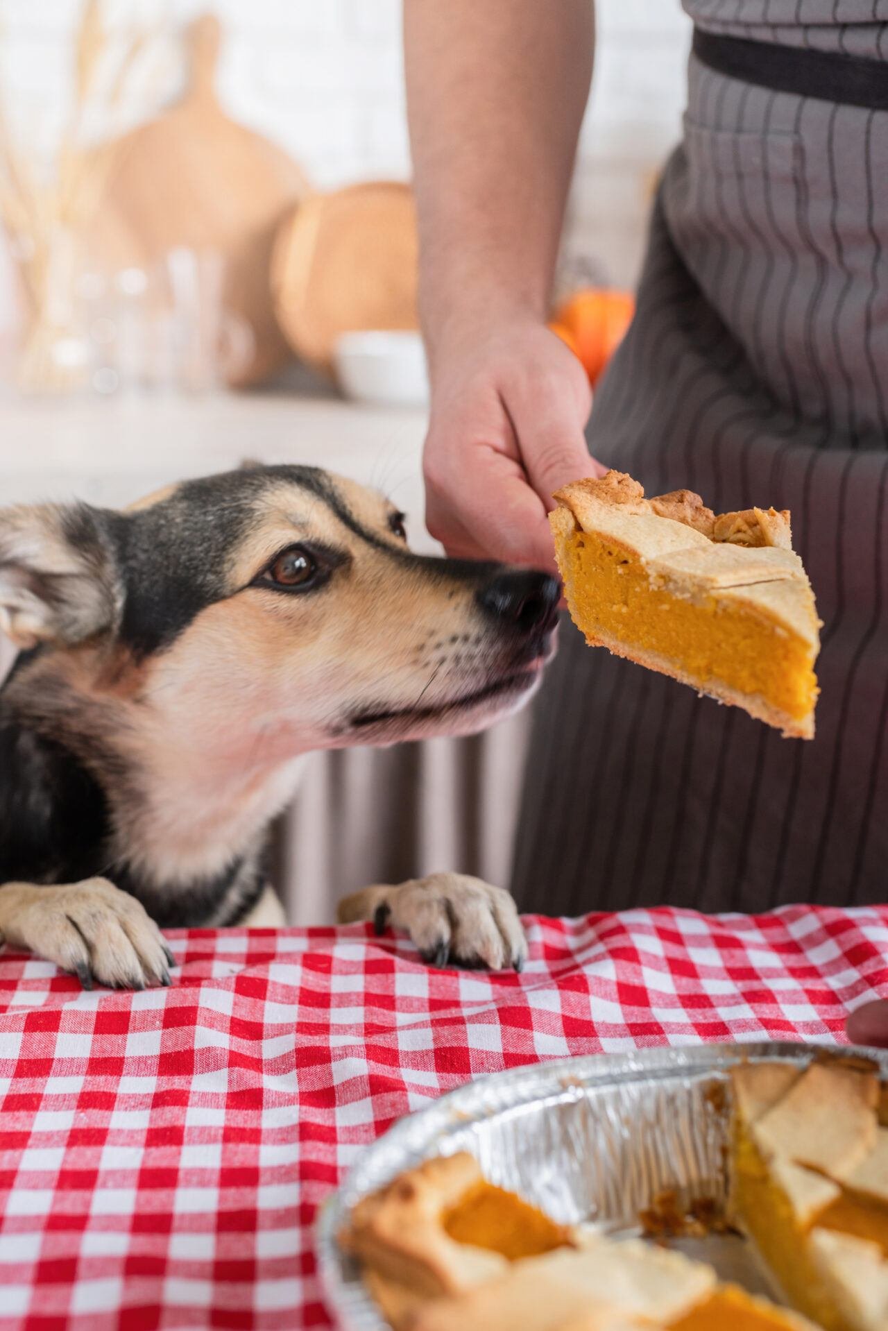 Thanksgiving Dinner For Dogs To Enjoy - Life With My Dogs