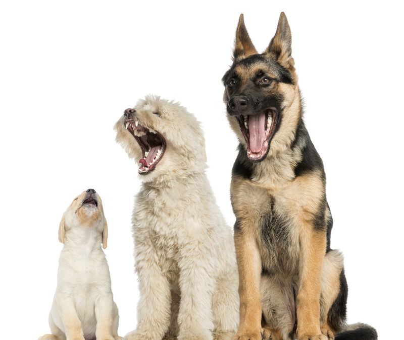 Dog Barking? Find Out Why!