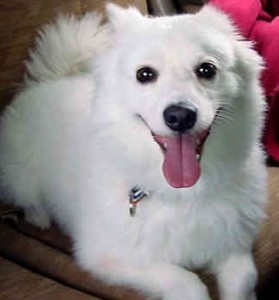 Zoe, American Eskimo Dog of my Heart: A Tribute to Zoe