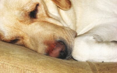 dog hair on clothing