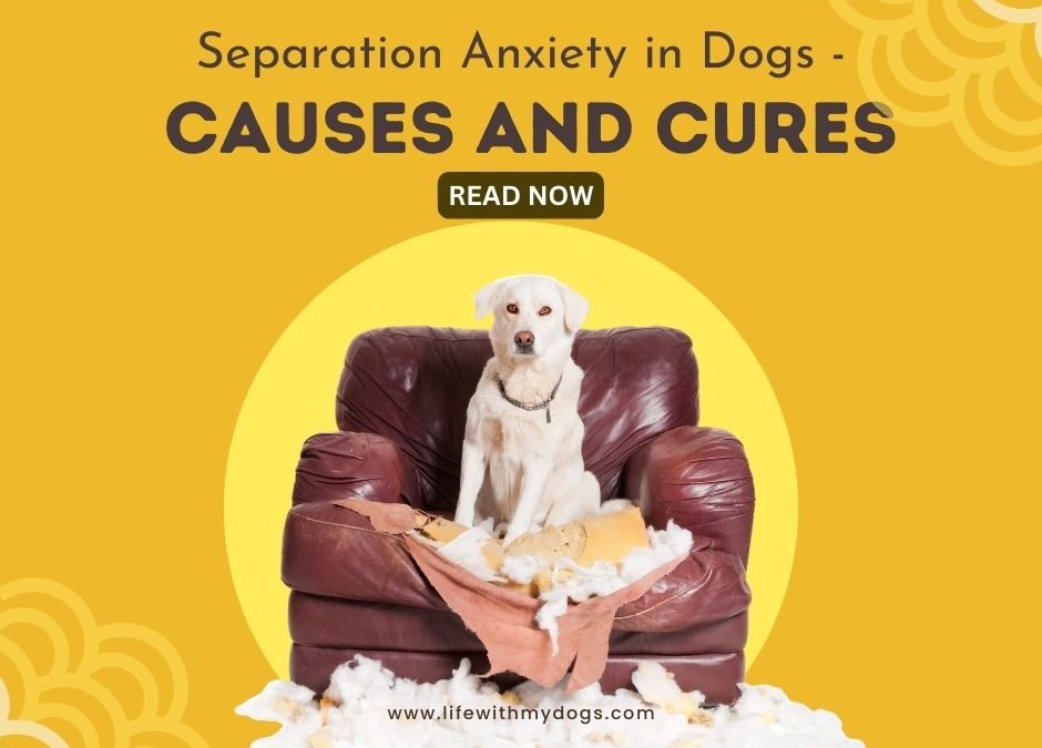 Separation Anxiety in Dogs - Causes and Cures
