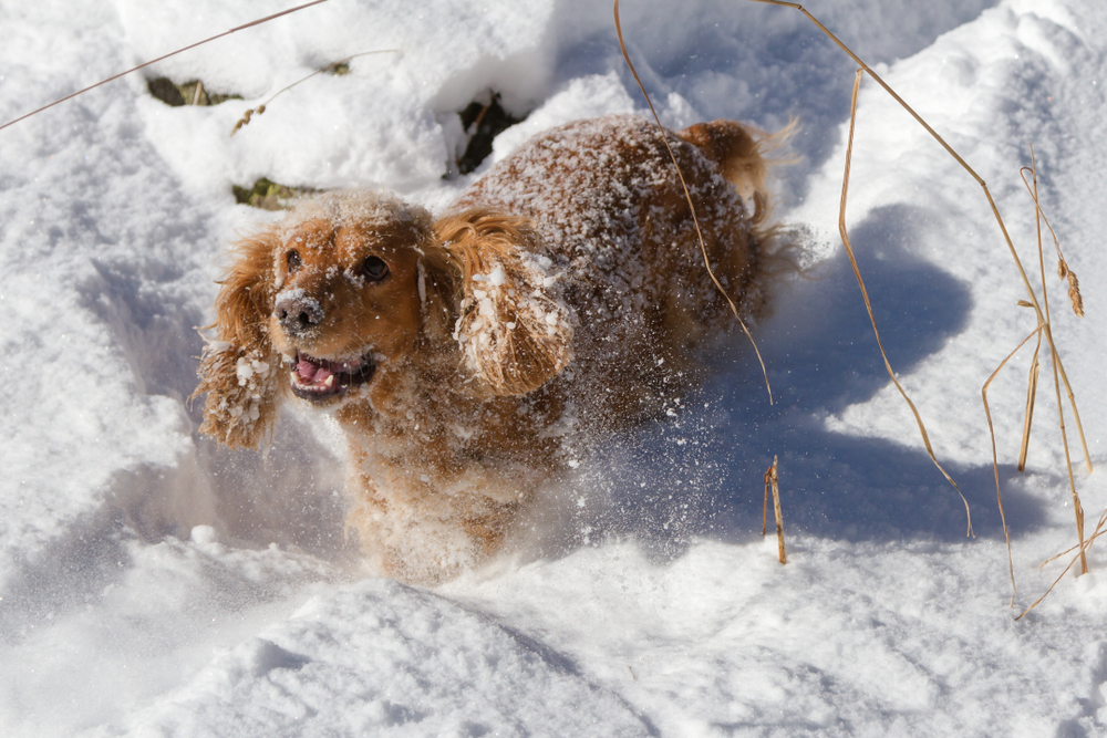 winter dog hazards