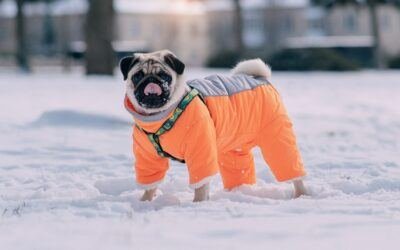 warm coats help prevent winter dog hazards