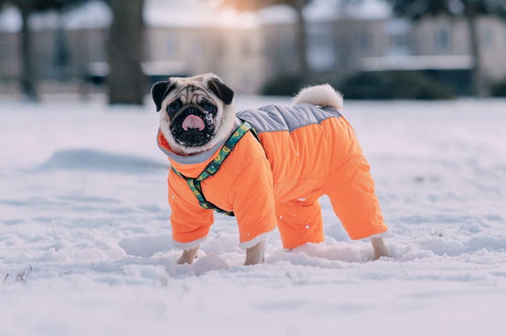 warm coats help prevent winter dog hazards