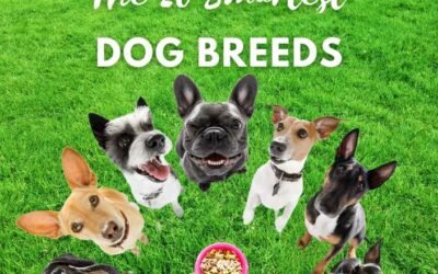 Title-The 20 Smartest Dog Breeds