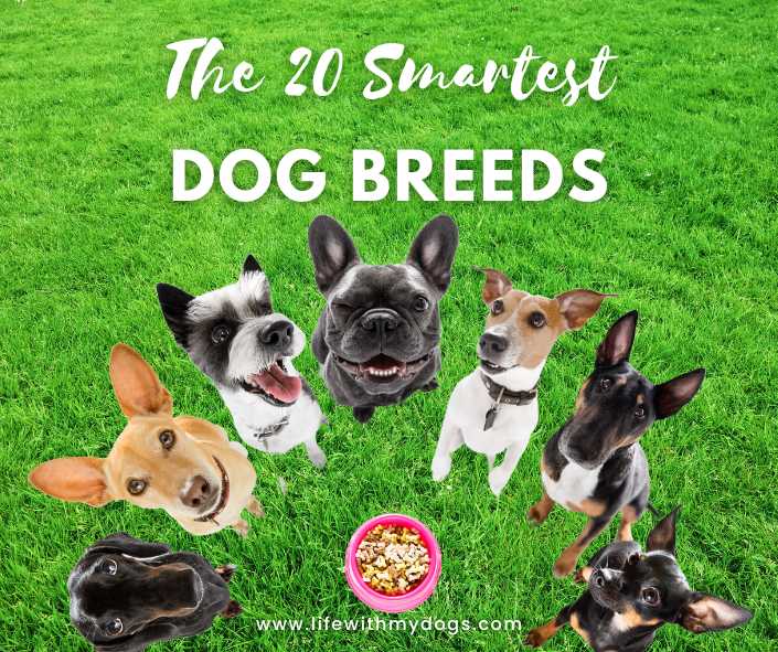 Title-The 20 Smartest Dog Breeds