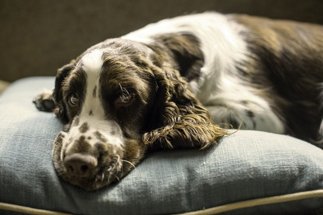 orthopedic dog bed benefits