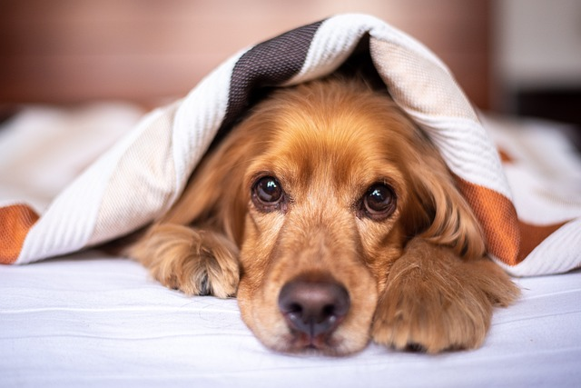 orthopedic dog bed benefits