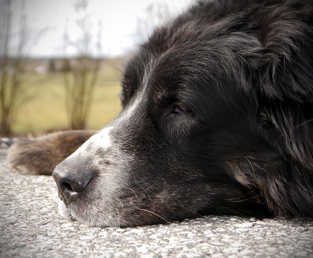 bernese mountain dog, senior, relax