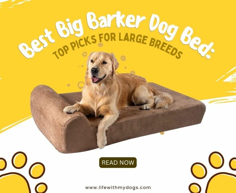 Best Big Barker Dog Bed: Top Picks for Large Breeds