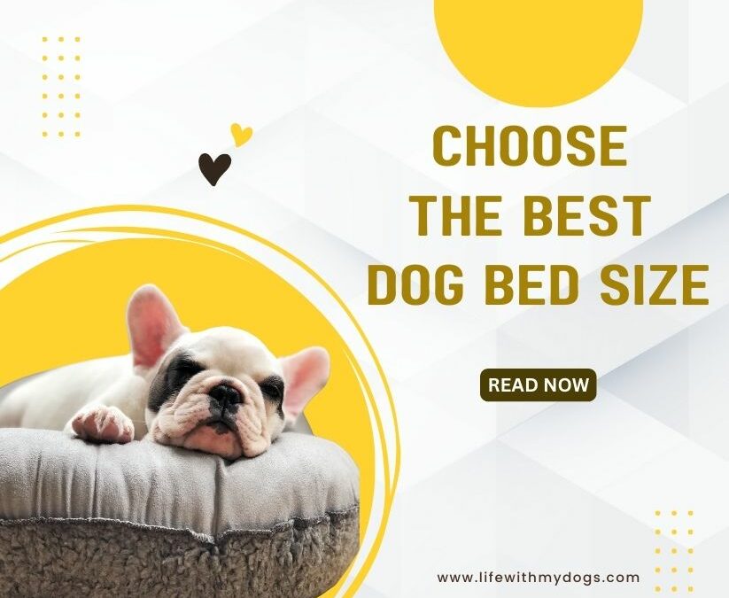 Choose the Best Dog Bed Size