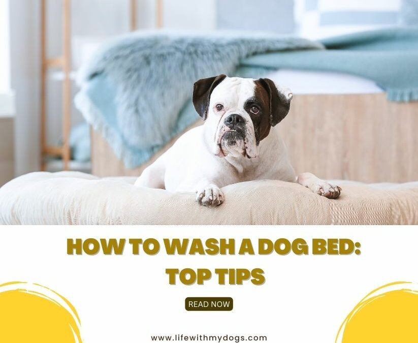 How to Wash a Dog Bed: Top Tips