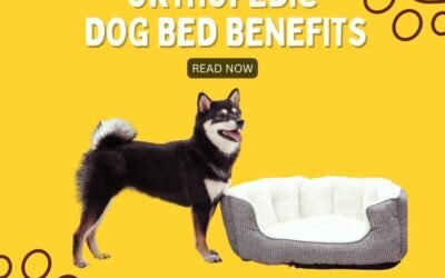 Orthopedic Dog Bed Benefits