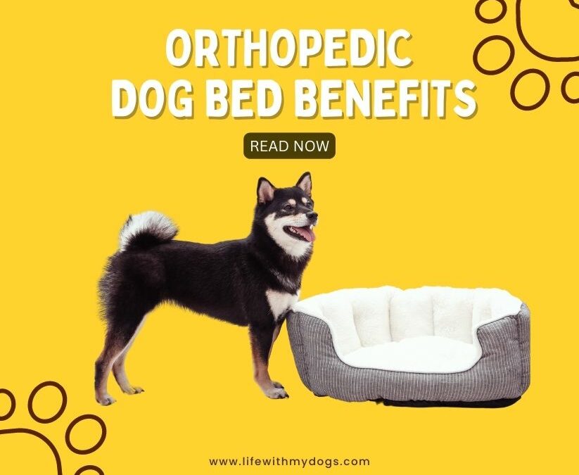 Orthopedic Dog Bed Benefits