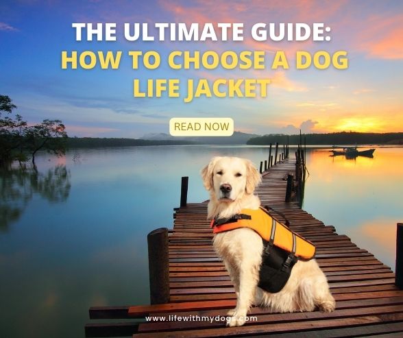The Ultimate Guide How to Choose a Dog Life Jacket