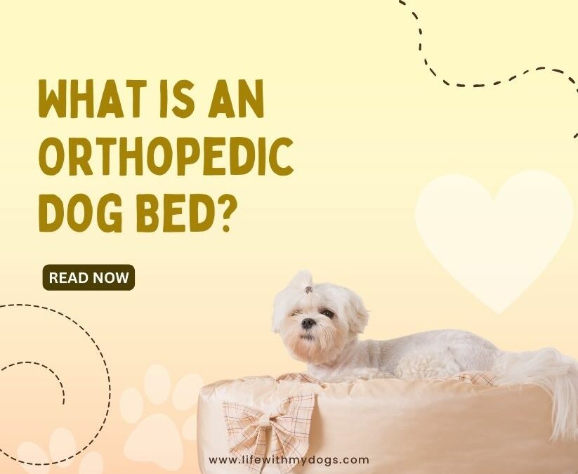 What is an Orthopedic Dog Bed