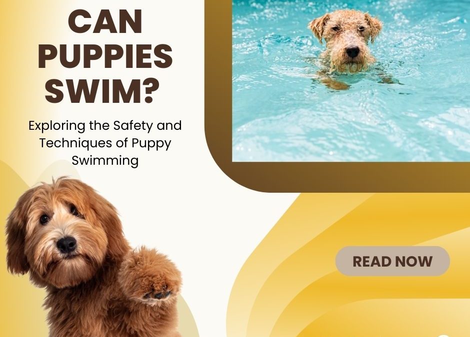 Can Puppies Swim? Exploring the Safety and Techniques of Puppy Swimming
