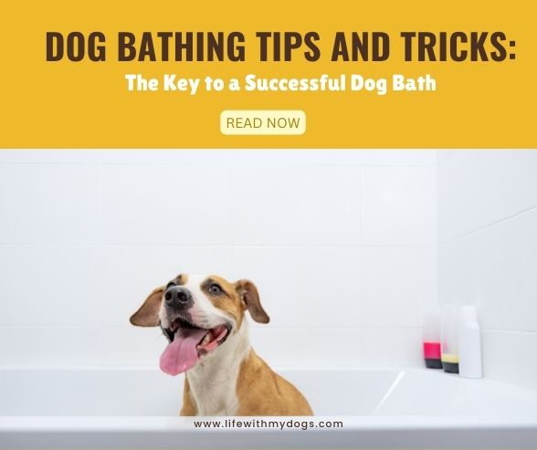 Dog Bathing Tips and Tricks The Key to a Successful Dog Bath