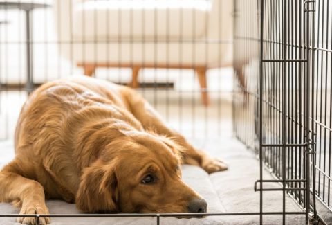 Dog Crate Sizes For Pet Parents - Life With My Dogs