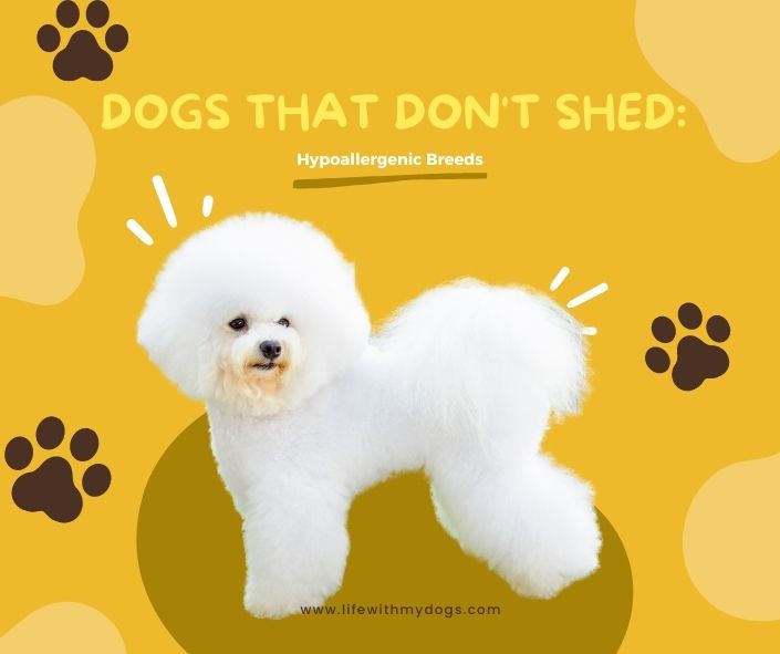 Dogs That Don't Shed Hypoallergenic Breeds