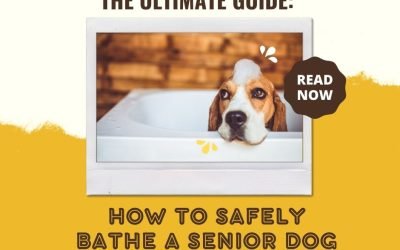 The Ultimate Guide How to Safely Bathe a Senior Dog