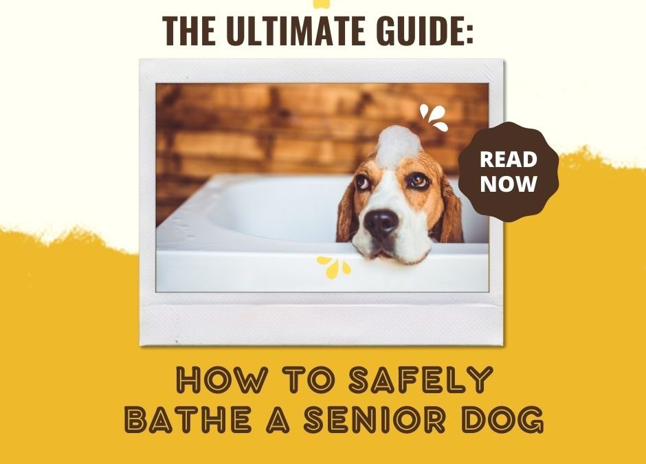 The Ultimate Guide How to Safely Bathe a Senior Dog