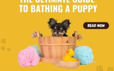 The Ultimate Guide to Bathing a Puppy