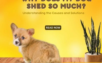 Dogs That Don't Shed Hypoallergenic Breeds