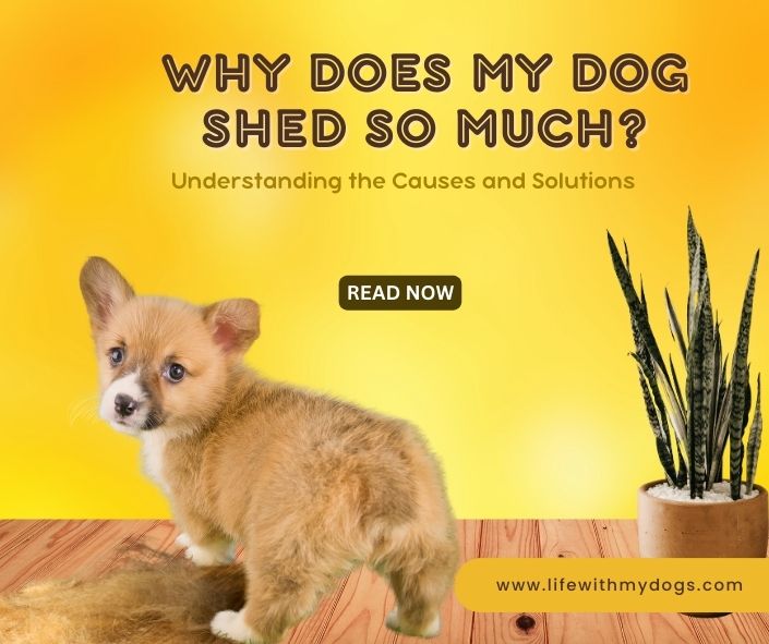 Why Does My Dog Shed So Much? Understanding the Causes and Solutions