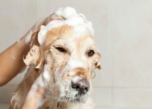dog bathing tips and tricks