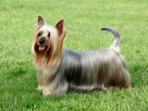 Australian Silky Terrier dogs that don't shed